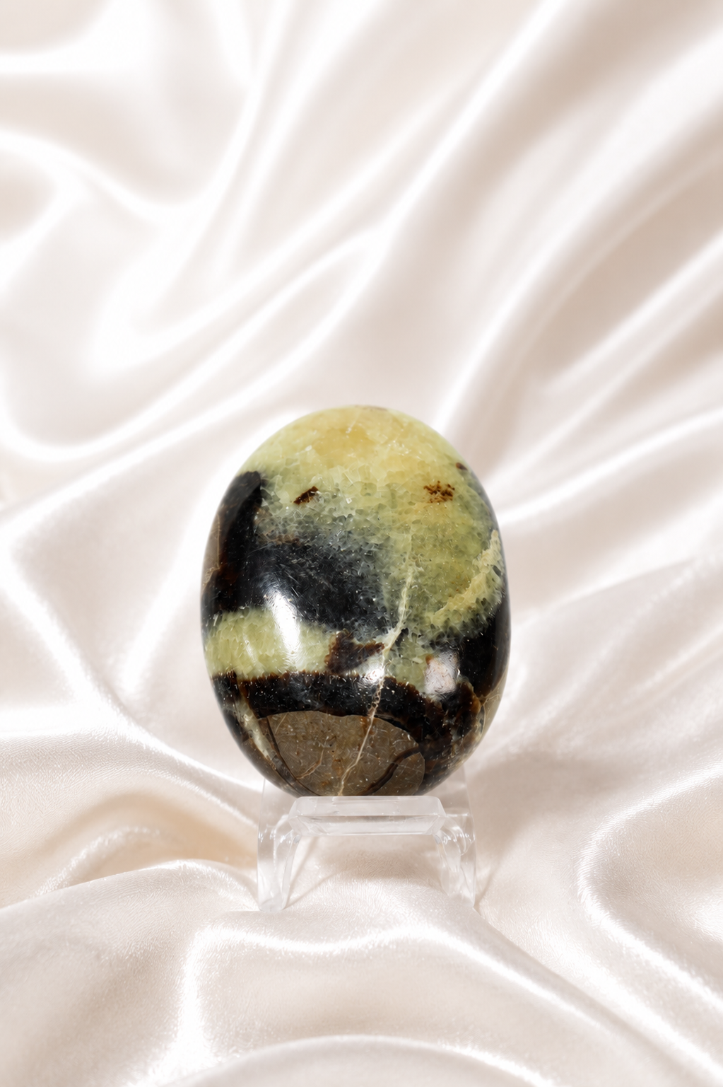 Septarian Palmstone #3