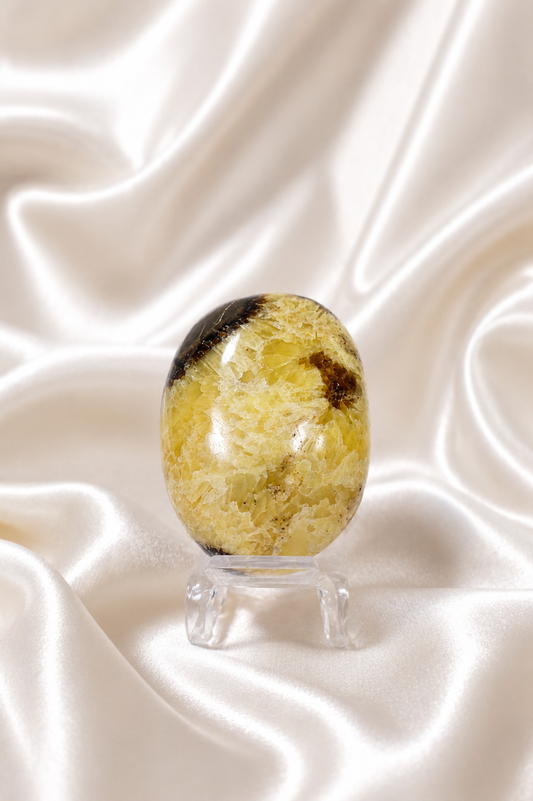 Septarian Palmstone #1