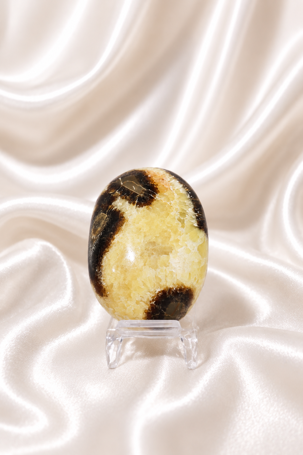 Septarian Palmstone #1