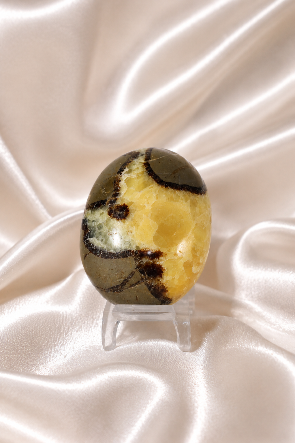 Septarian Palmstone #4
