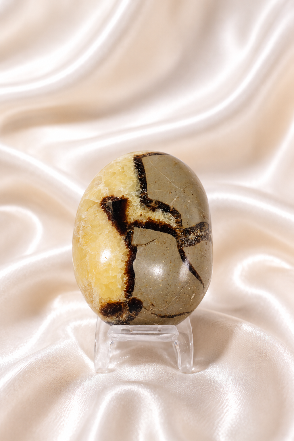 Septarian Palmstone #4