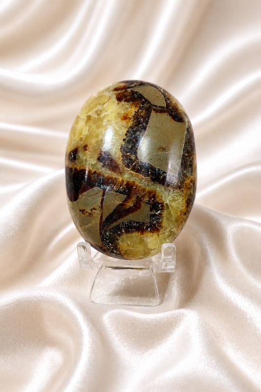 Septarian Palmstone #2